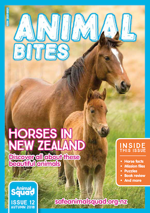 Horses in New Zealand