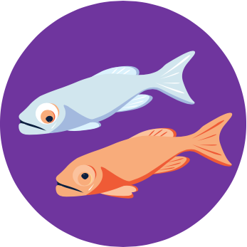 Animal Facts - Fishes - SAFE Animal Squad - Together we can make a  difference for all animals