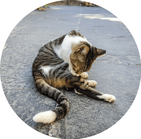 healthy pets adoption