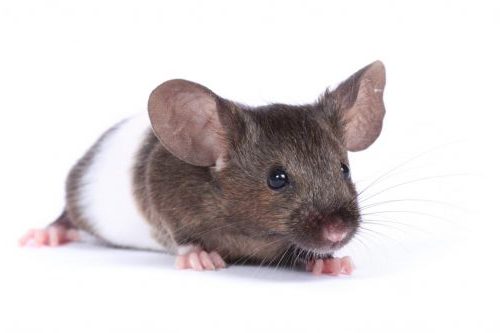 Animal Facts - Mice - SAFE Animal Squad - Together we can make a difference  for all animals