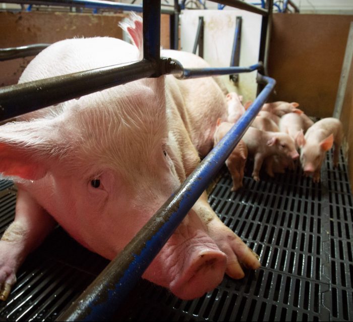 Pigs on factory farms - SAFE Animal Squad - Together we can make a  difference for all animals